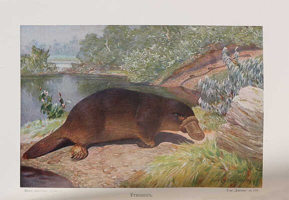 Брем А. Э. Жизнь животных. Т. 4-10. [Всего 7, остальные тома не вышли]. СПб., 1911-1915.